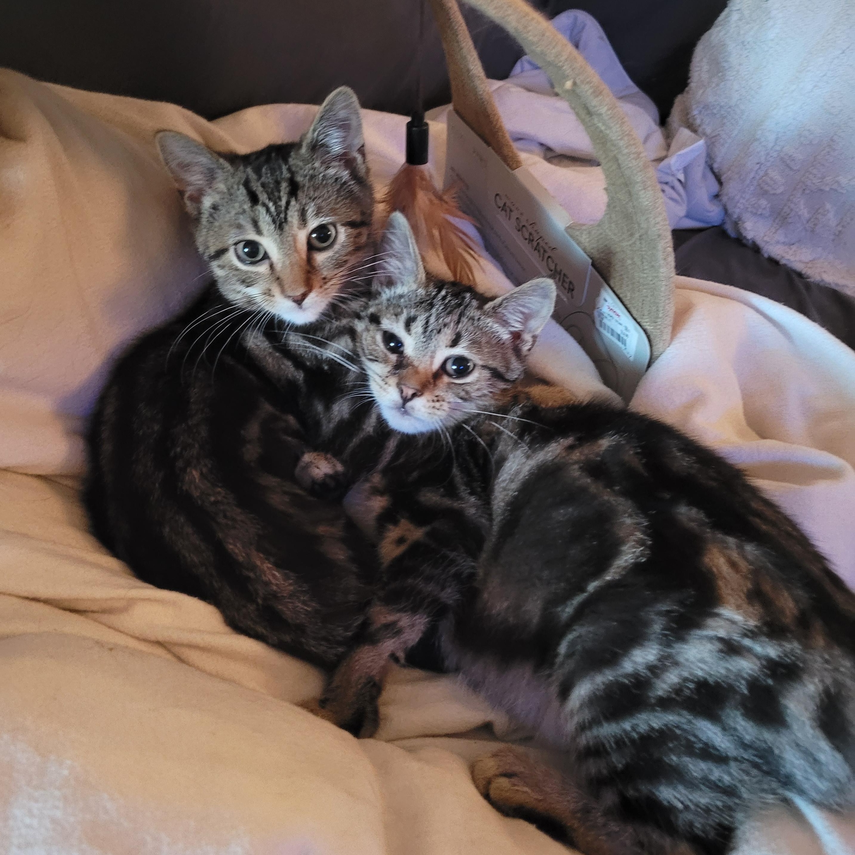 Enlarge Dawson & Clarissa, a Adoptable Domestic Short Hair in Whitestown, IN image 3/6