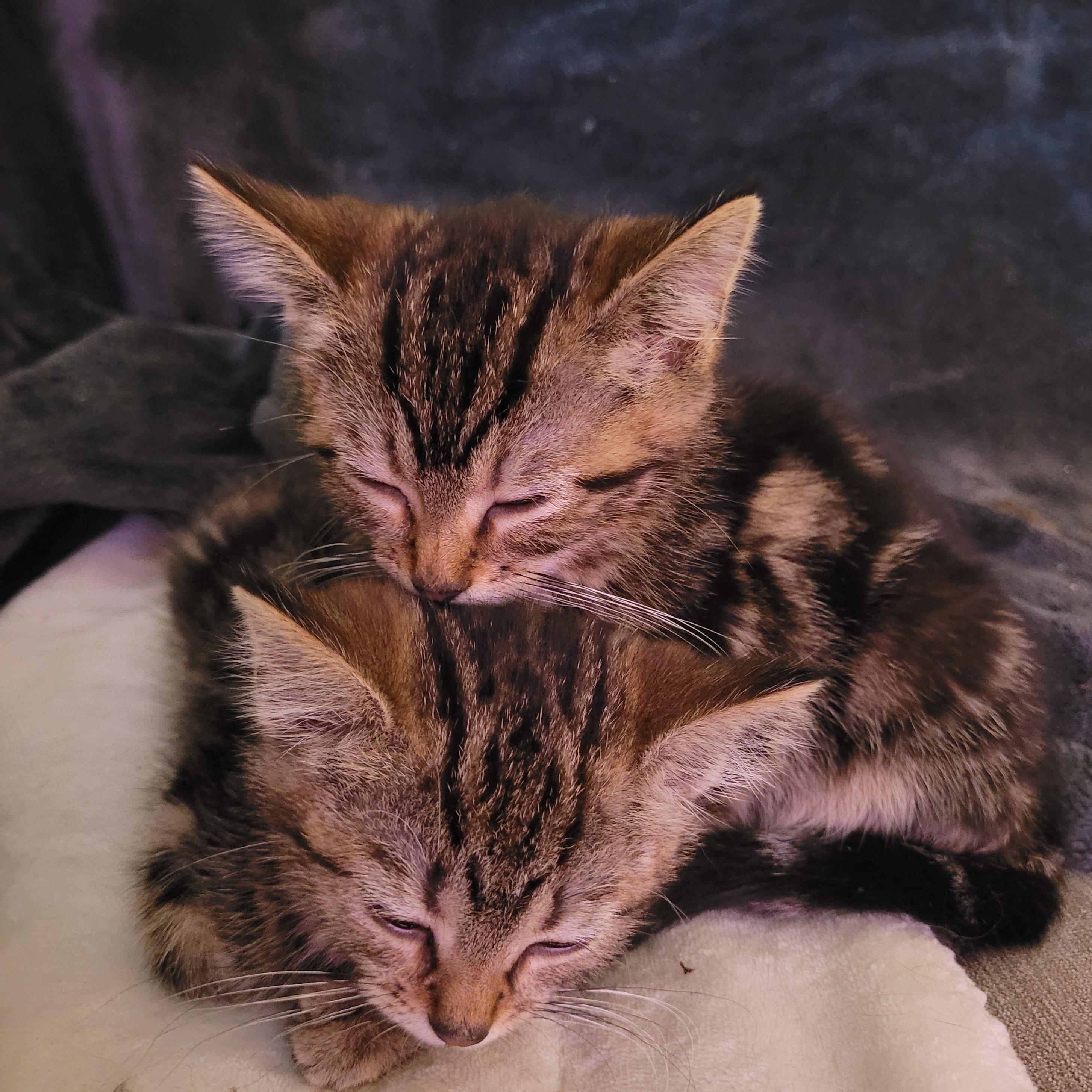 Enlarge Dawson & Clarissa, a Adoptable Domestic Short Hair in Whitestown, IN image 2/6