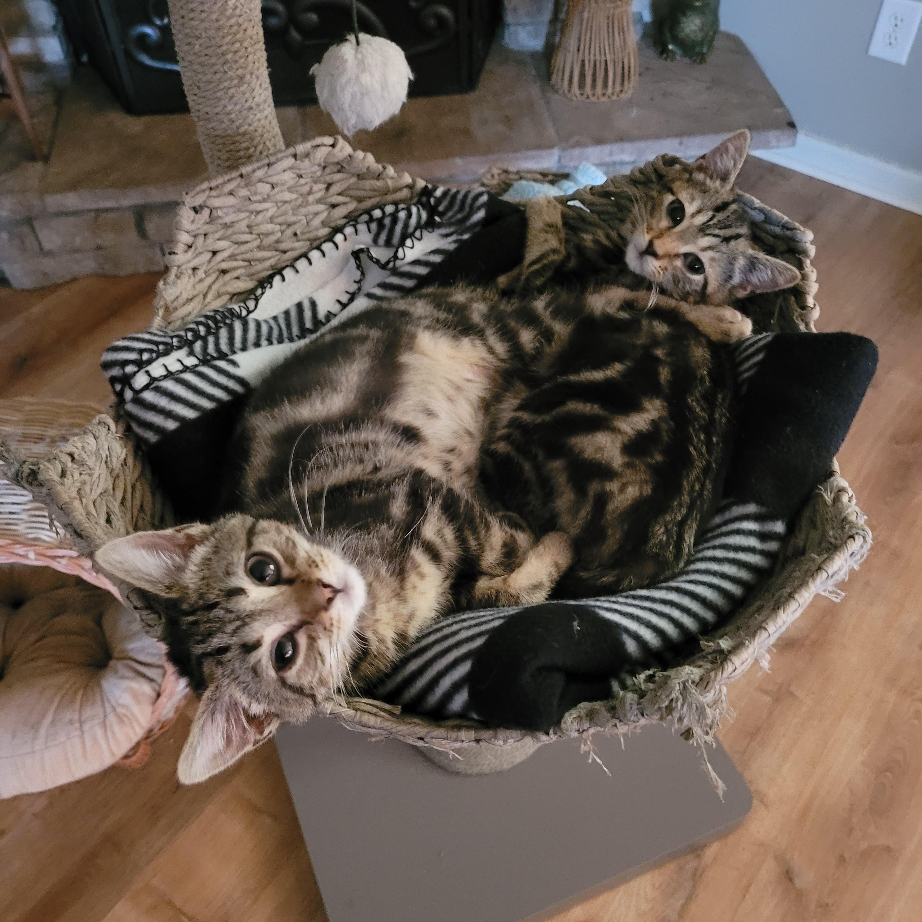 Enlarge Dawson & Clarissa, a Adoptable Domestic Short Hair in Whitestown, IN image 6/6