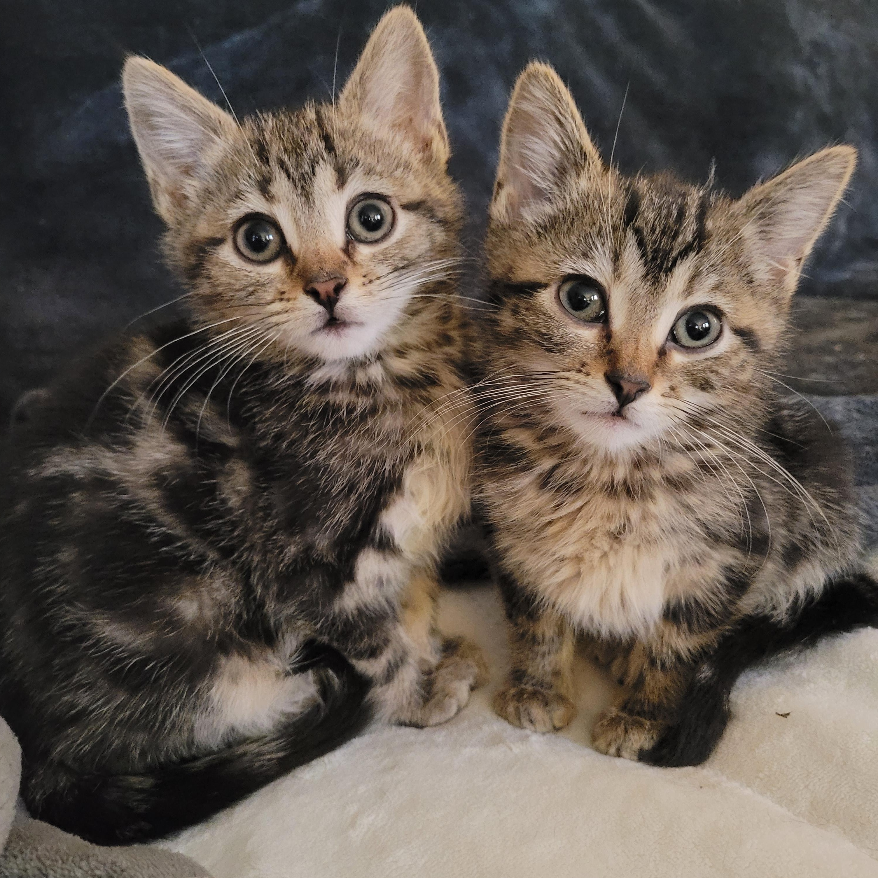 Enlarge Dawson & Clarissa, a Adoptable Domestic Short Hair in Whitestown, IN image 1/6