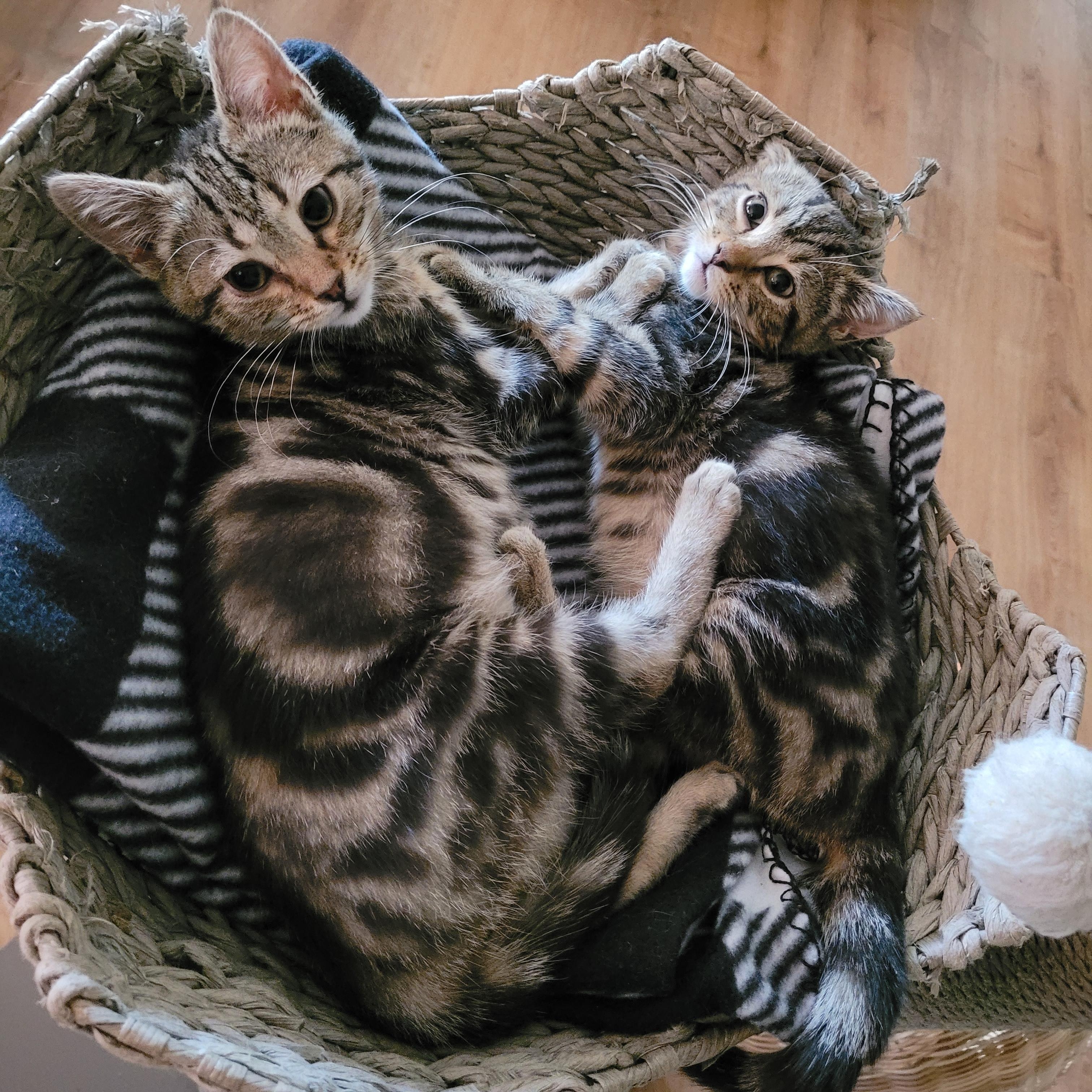 Enlarge Dawson & Clarissa, a Adoptable Domestic Short Hair in Whitestown, IN image 4/6