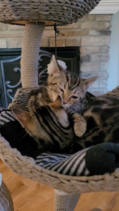 Enlarge Dawson & Clarissa, a Adoptable Domestic Short Hair in Whitestown, IN video 5/6