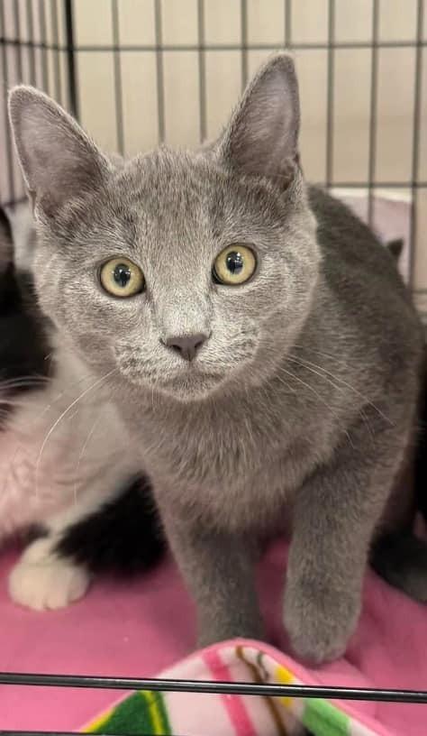 Tommy XI, Adoptable, Adult Male Domestic Short Hair.