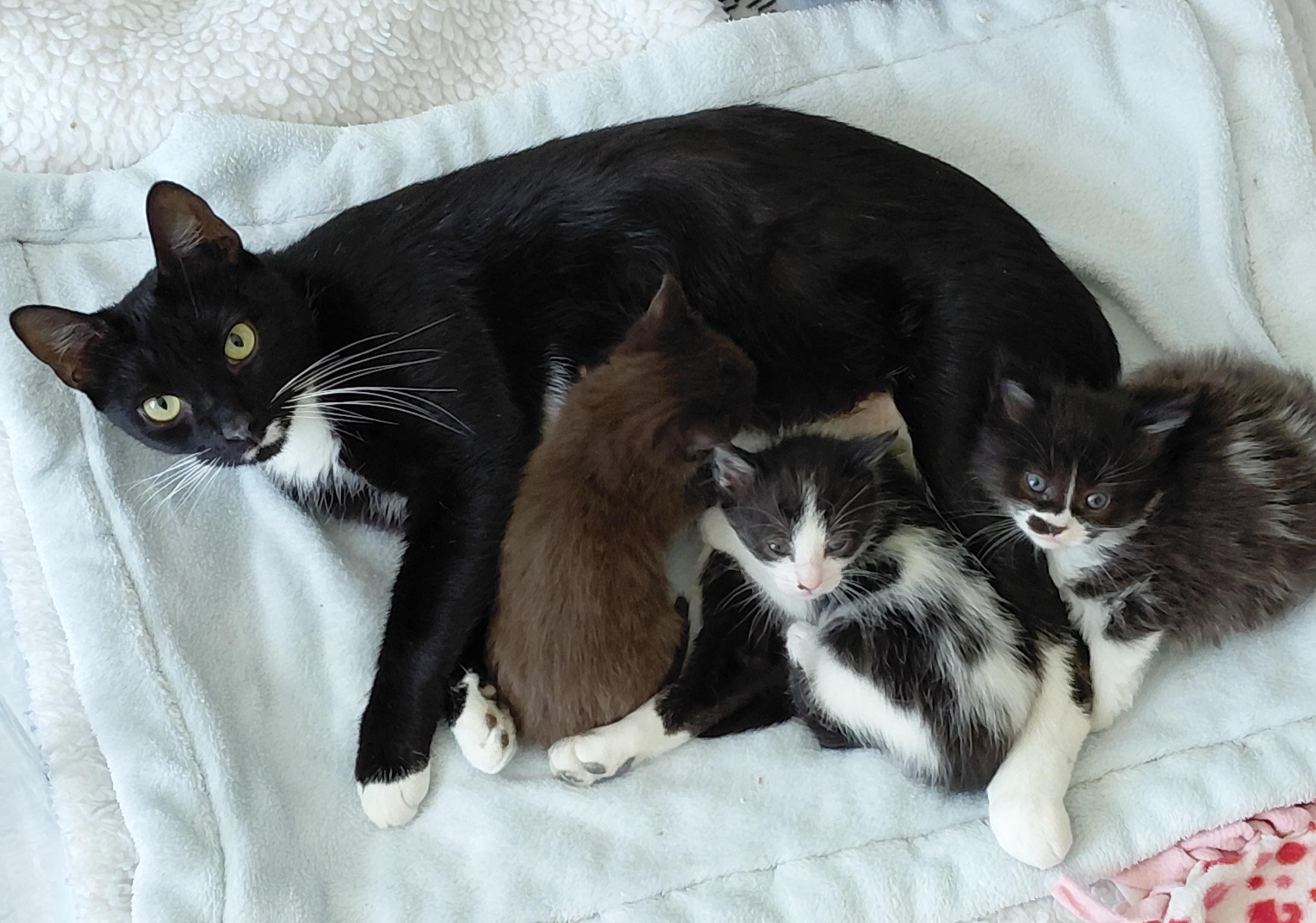 Enlarge Whiskers , a ADOPTABLE mixed breed in Melbourne, FL image 2/4