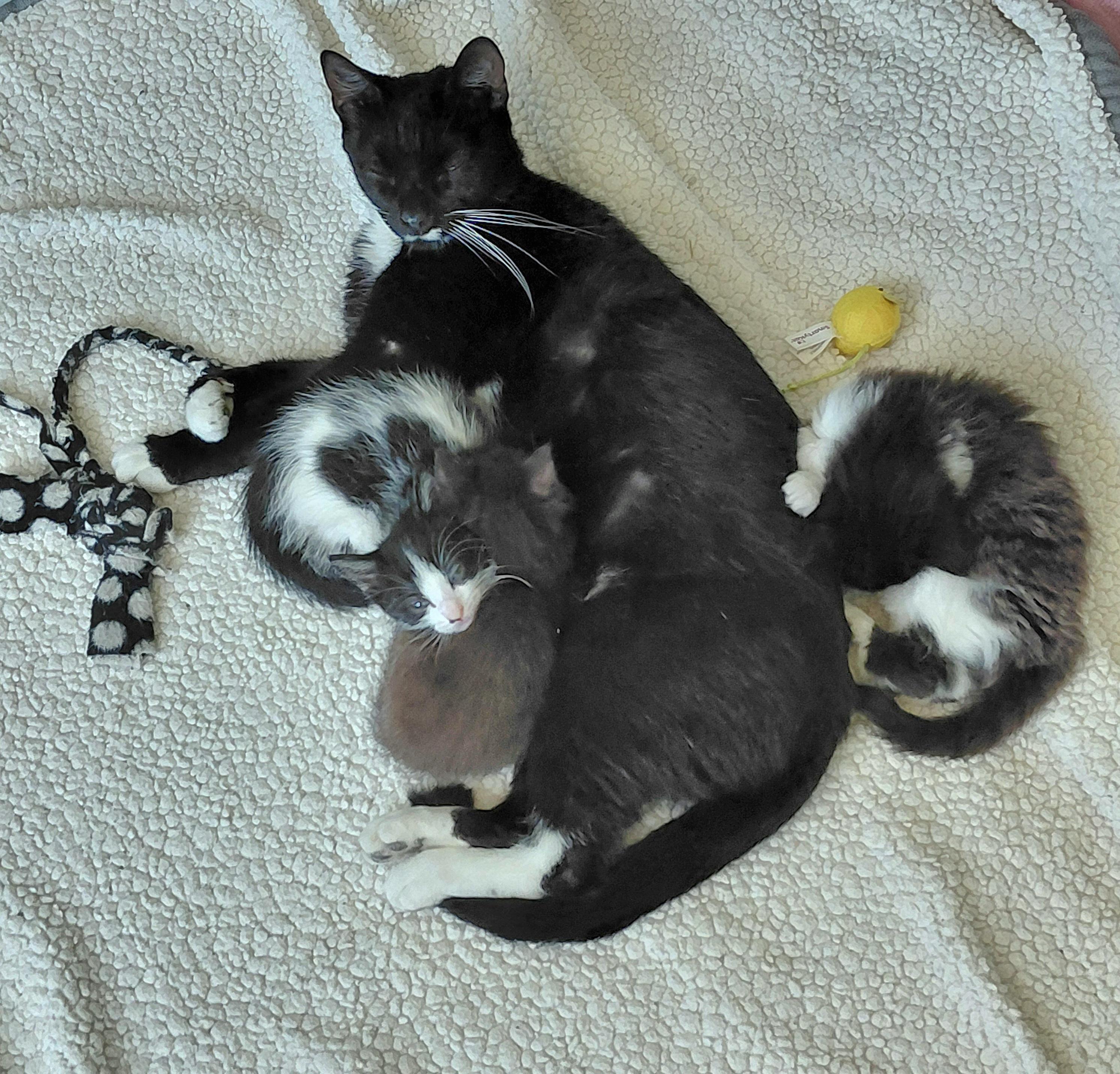 Enlarge Whiskers , a ADOPTABLE mixed breed in Melbourne, FL image 3/4