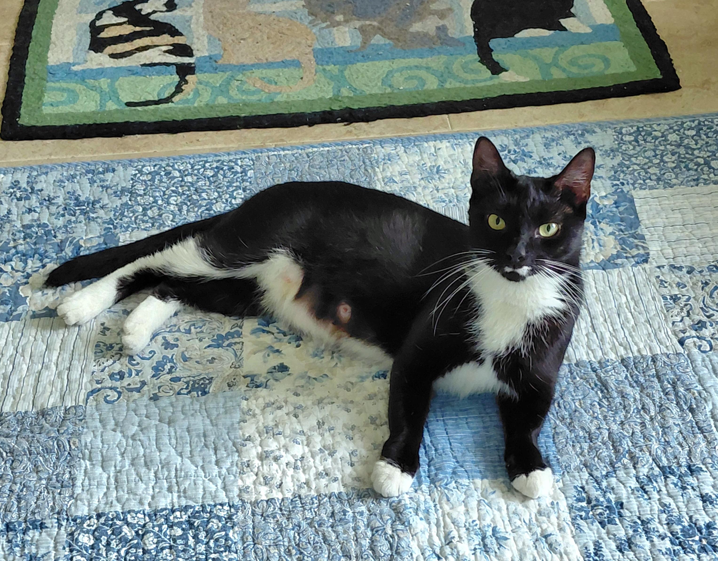 Enlarge Whiskers , a ADOPTABLE mixed breed in Melbourne, FL image 5/6