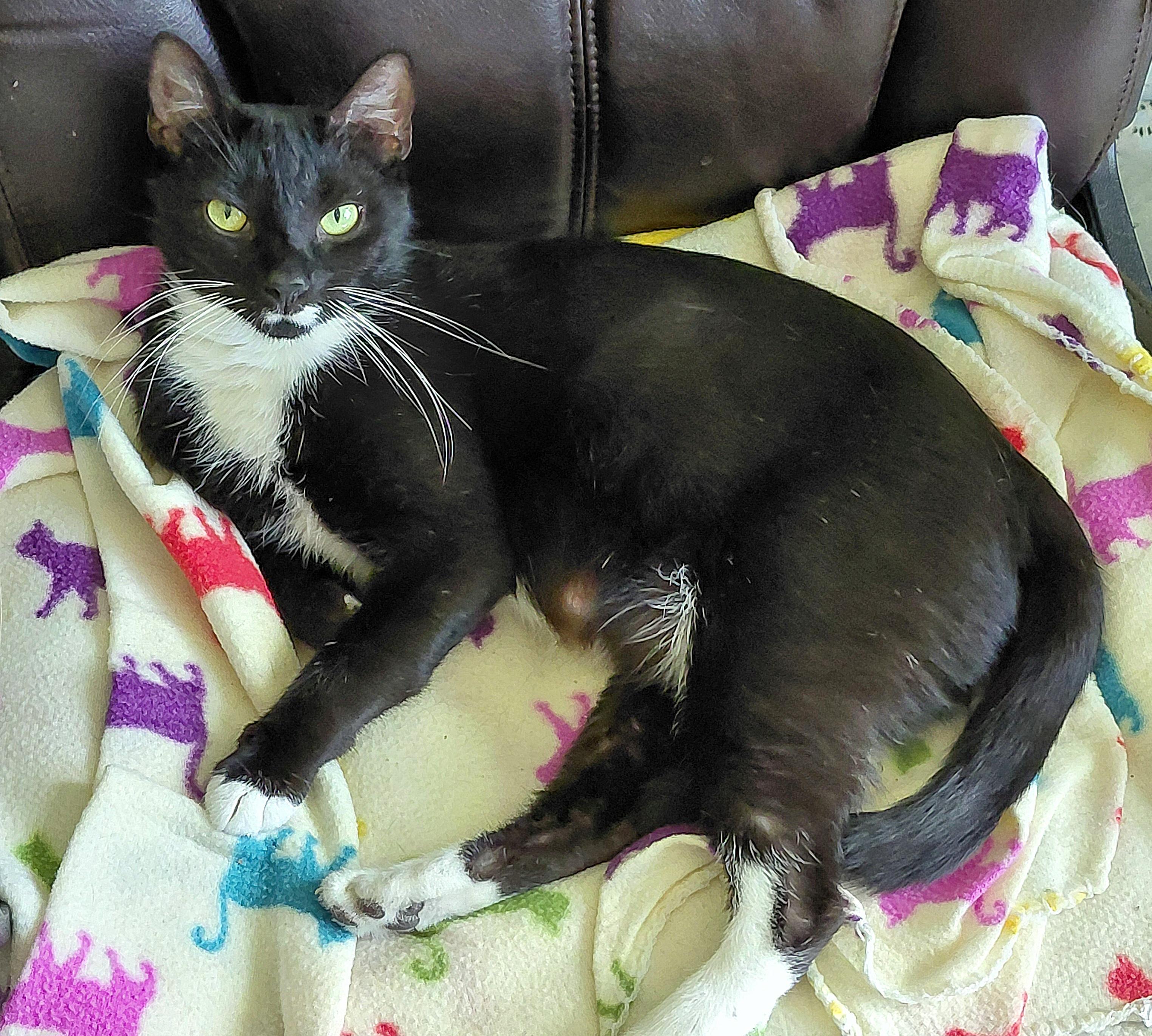 Enlarge Whiskers , a ADOPTABLE mixed breed in Melbourne, FL image 1/6