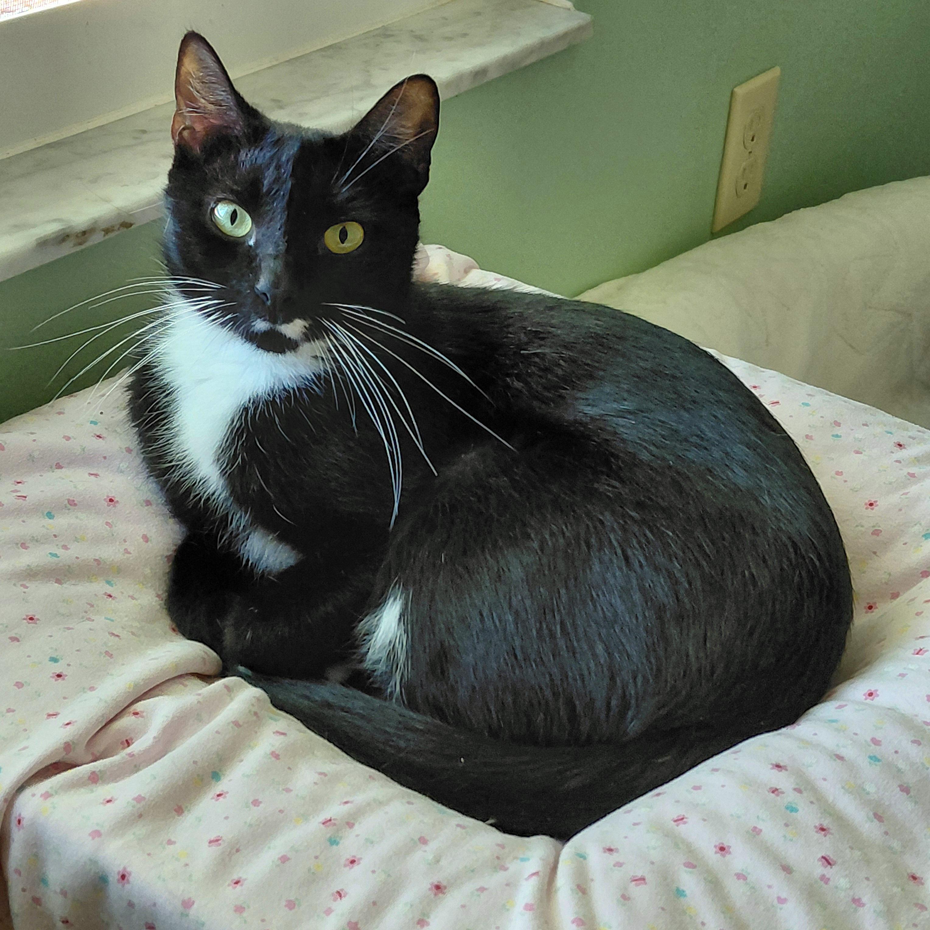 Enlarge Whiskers , a ADOPTABLE mixed breed in Melbourne, FL image 6/6