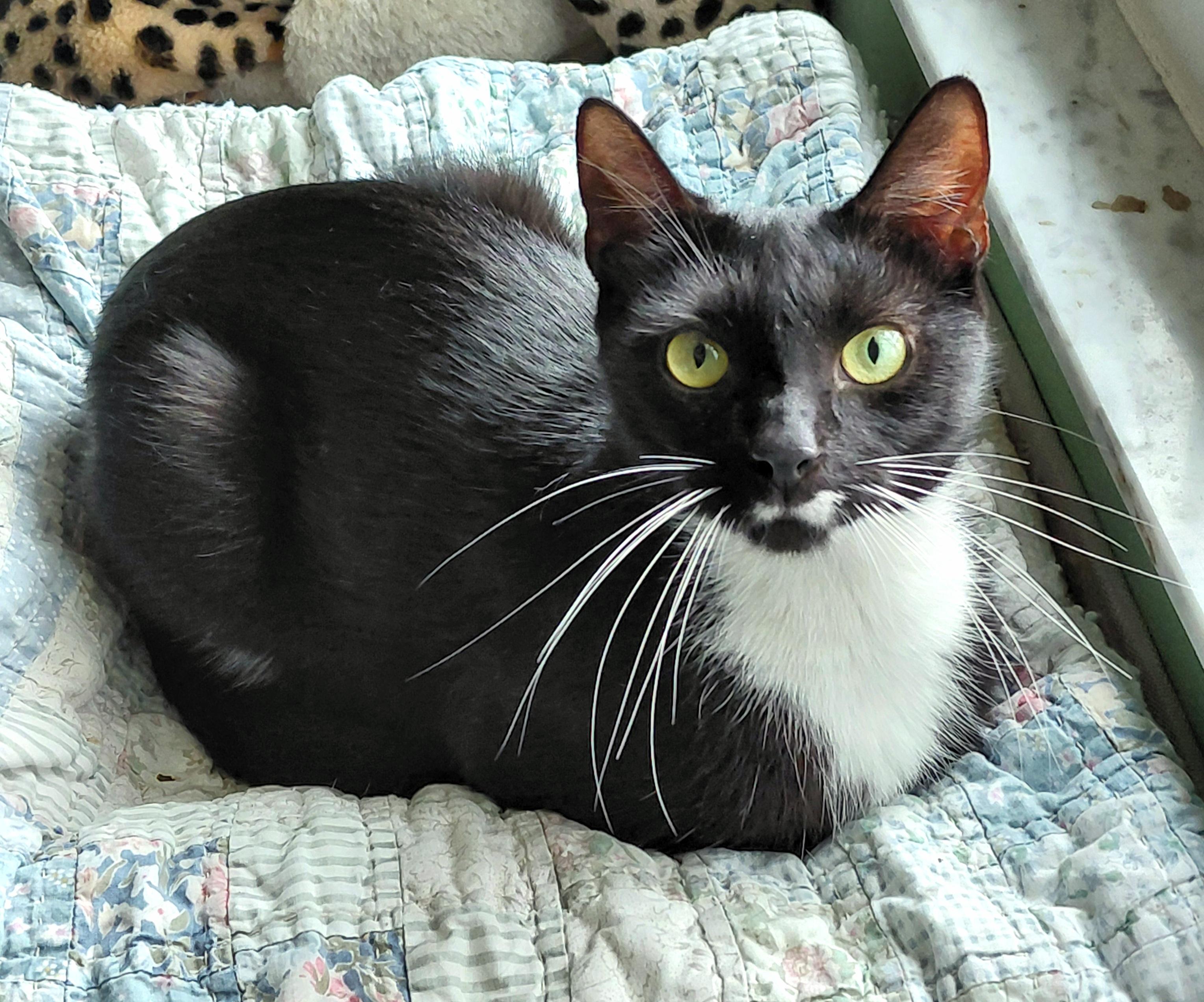 Enlarge Whiskers , a ADOPTABLE mixed breed in Melbourne, FL image 2/6