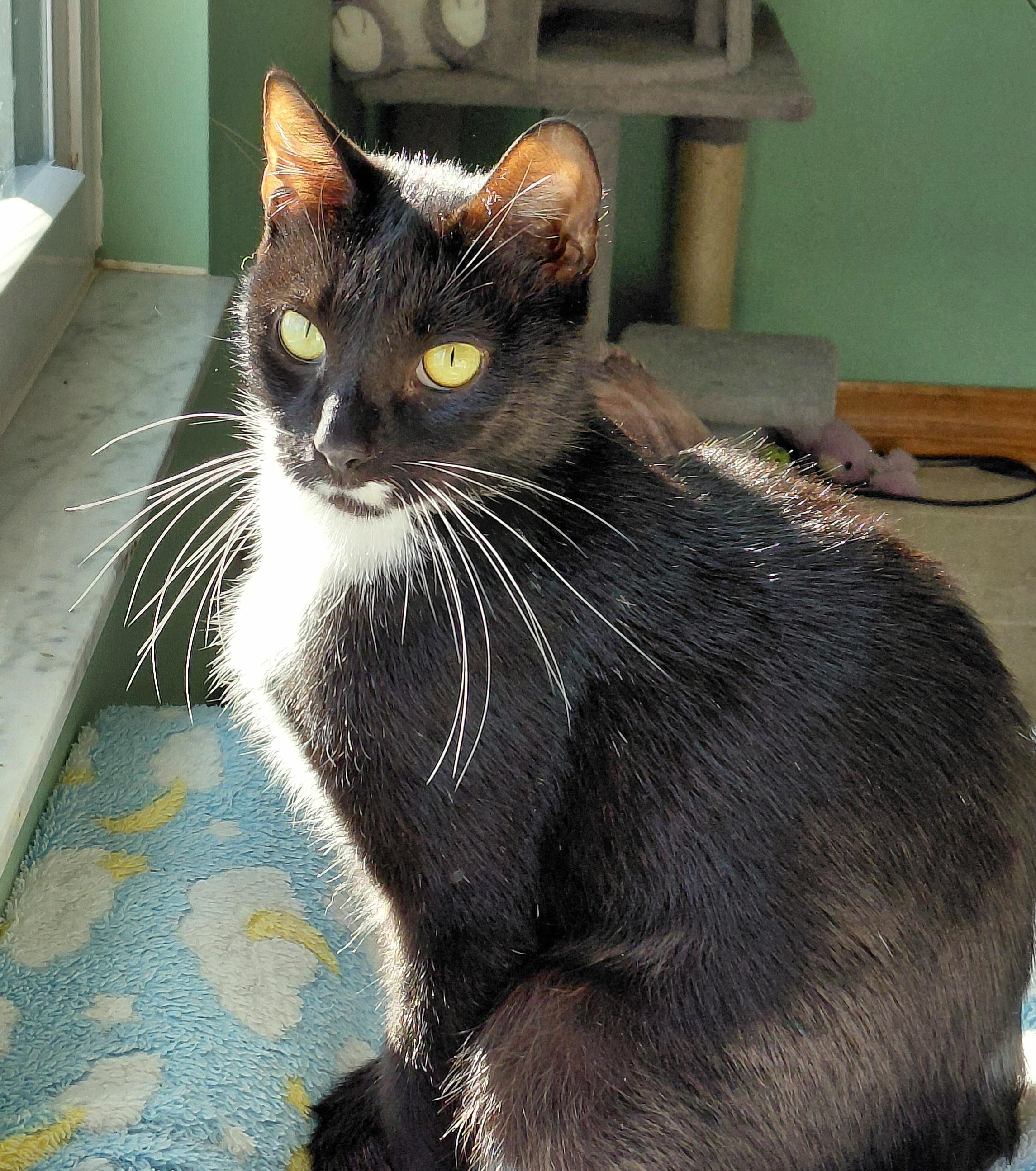 Enlarge Whiskers , a ADOPTABLE mixed breed in Melbourne, FL image 1/4