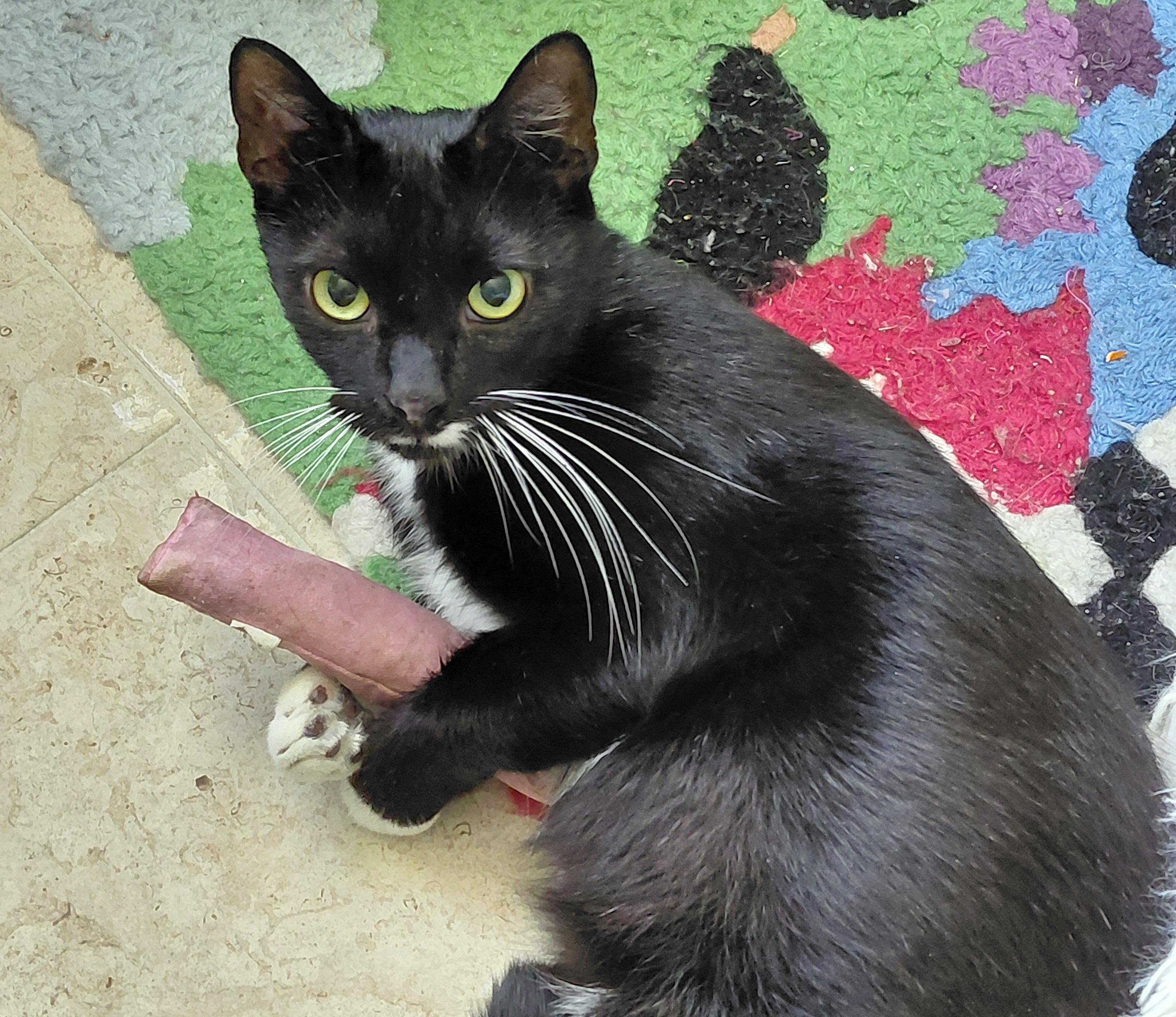 Enlarge Whiskers , a ADOPTABLE mixed breed in Melbourne, FL image 4/4