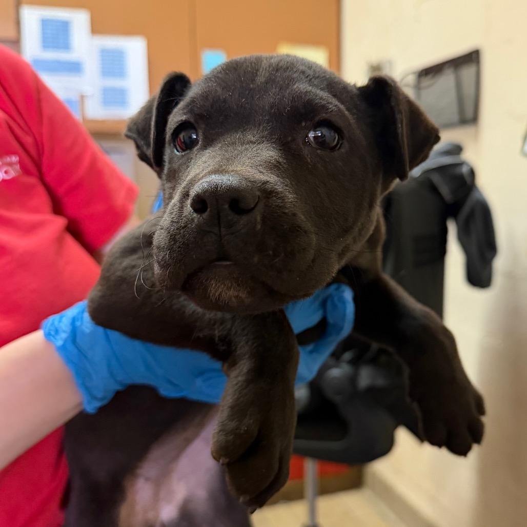 Veda, Adoptable, Puppy Female Pit Bull Terrier.