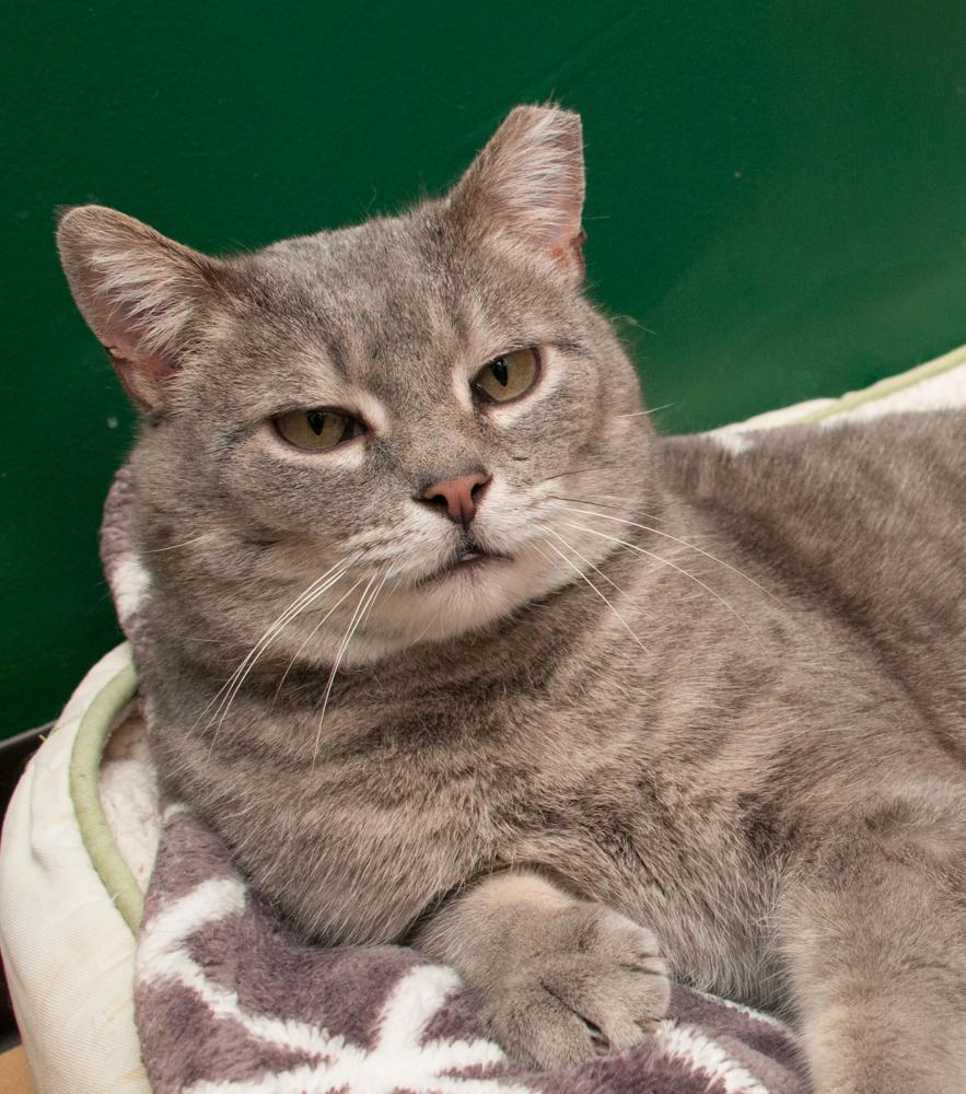 Enlarge Calvin, a Adoptable Tabby in Westminster, CO image 1/2