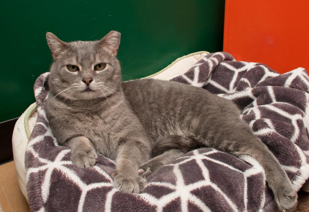 Enlarge Calvin, a Adoptable Tabby in Westminster, CO image 2/2