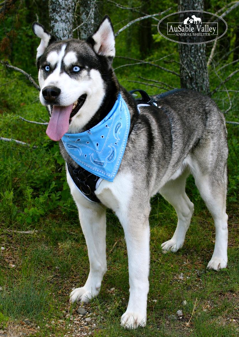 Zues, a ADOPTABLE mixed breed in Grayling, MI image 2/6