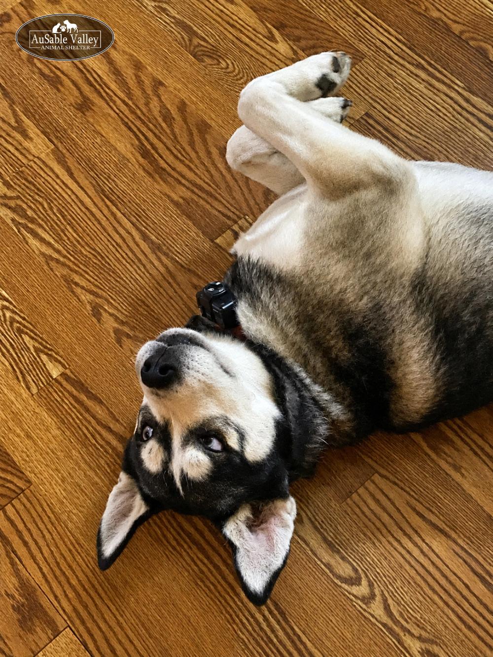 Zues, a ADOPTABLE mixed breed in Grayling, MI image 4/6