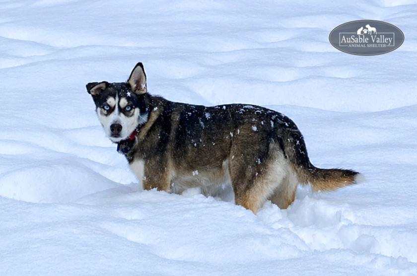 Zues, a ADOPTABLE mixed breed in Grayling, MI image 5/6