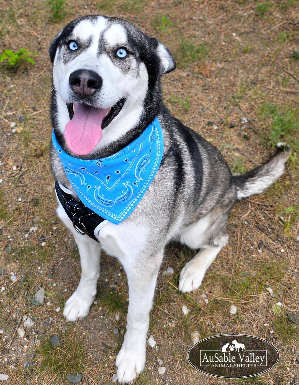 Zues, a ADOPTABLE mixed breed in Grayling, MI image 3/6