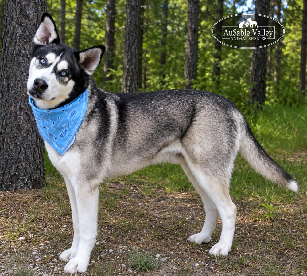 Zues, ADOPTABLE, Adult Male Husky & Labrador Retriever.