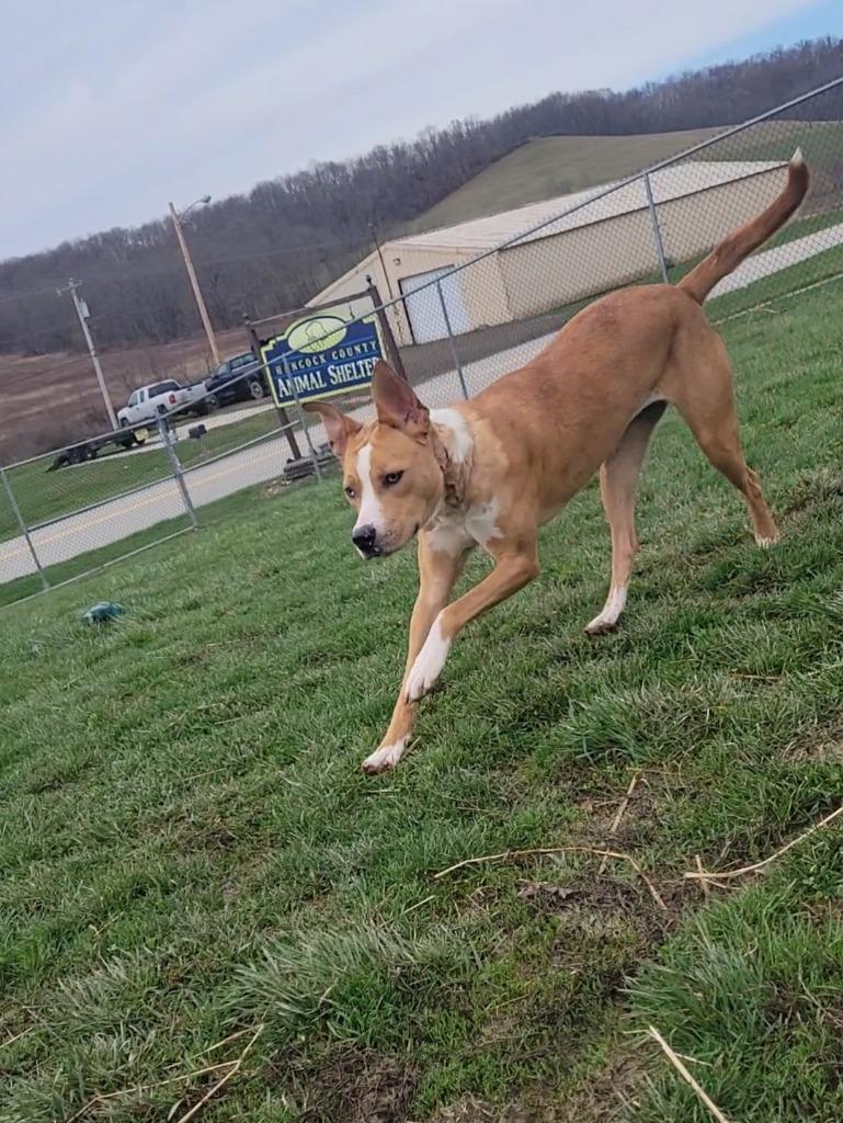 Enlarge Piper, a Adoptable Mixed Breed in New Manchester, WV image 1/6