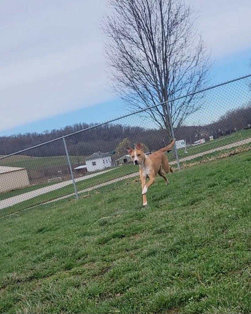 Enlarge Piper, a Adoptable Mixed Breed in New Manchester, WV image 2/6