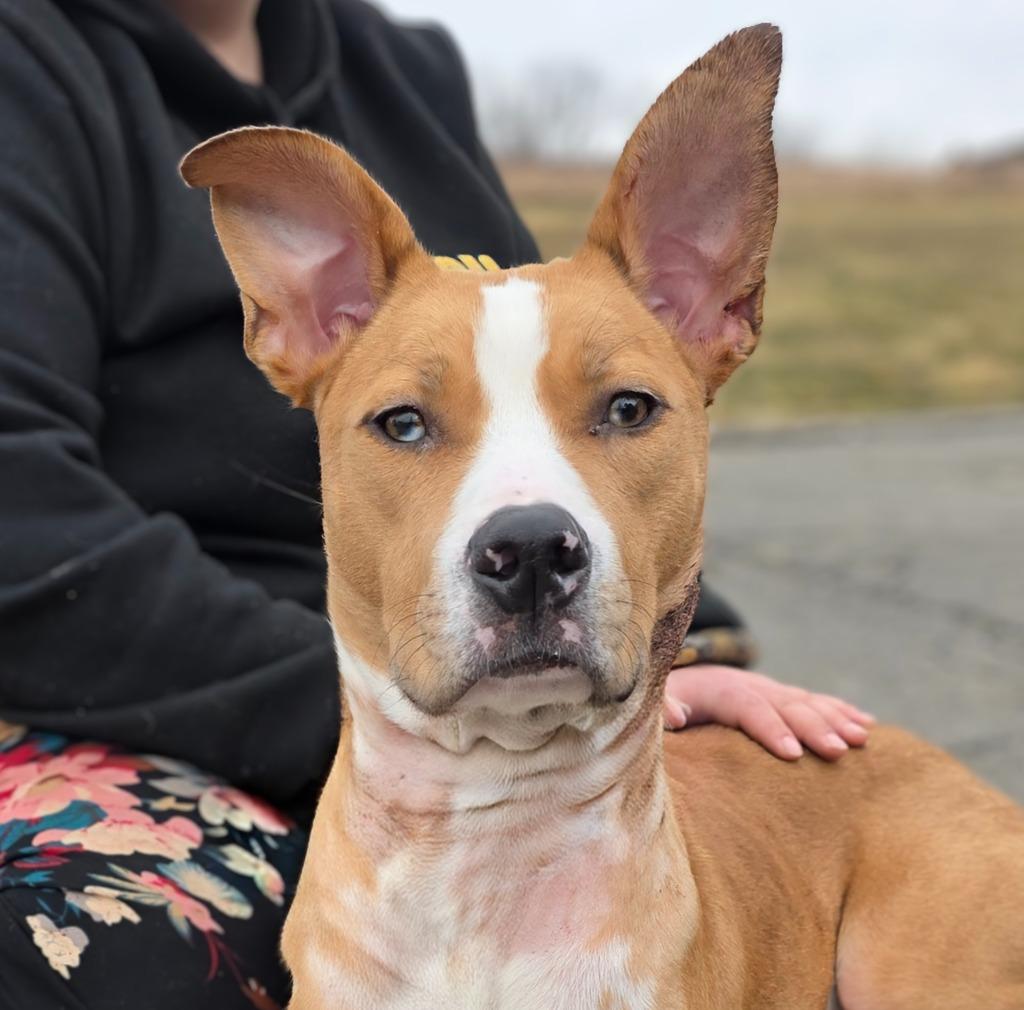 Enlarge Piper, a Adoptable Mixed Breed in New Manchester, WV image 3/6