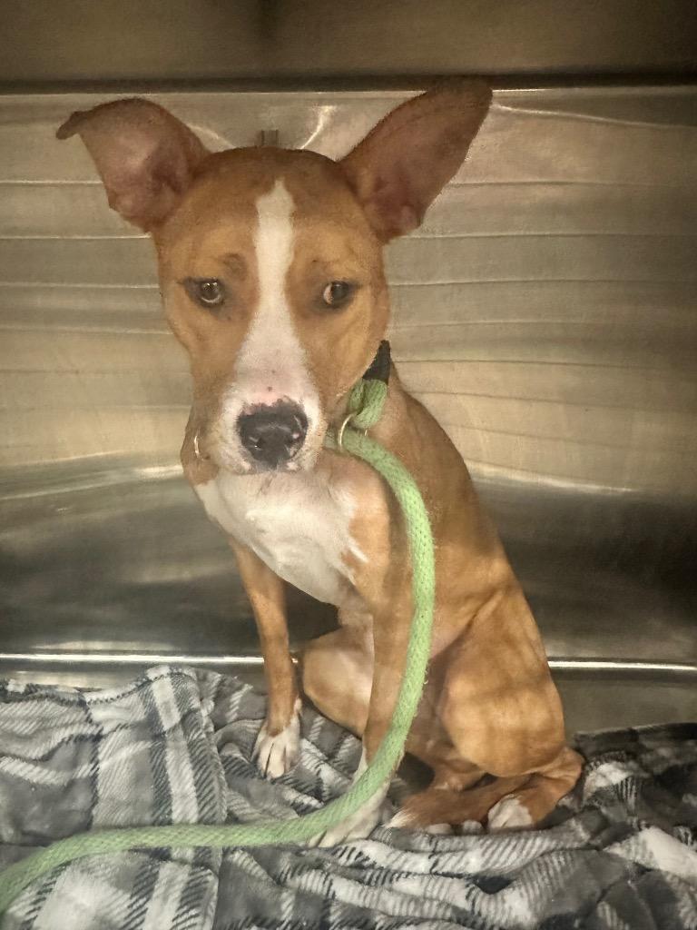 Enlarge Piper, a Adoptable Mixed Breed in New Manchester, WV image 4/6