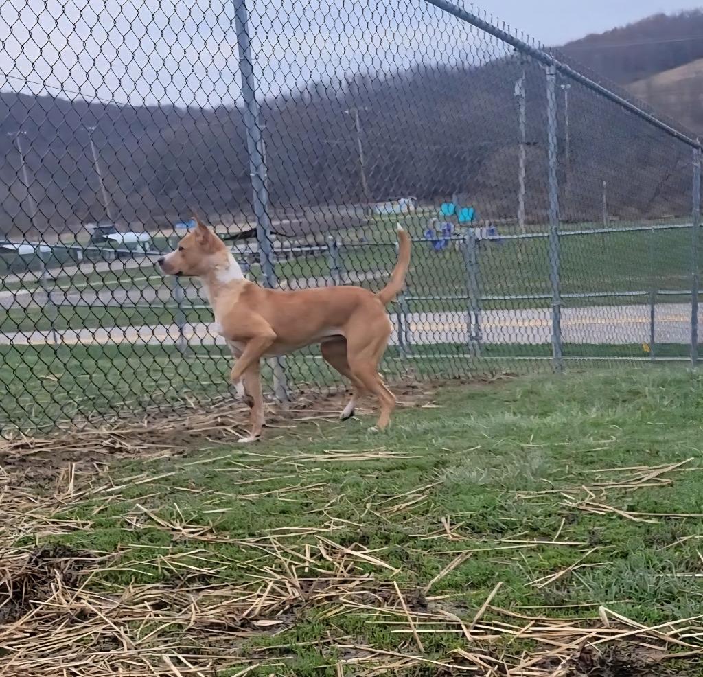 Enlarge Piper, a Adoptable Mixed Breed in New Manchester, WV image 5/6