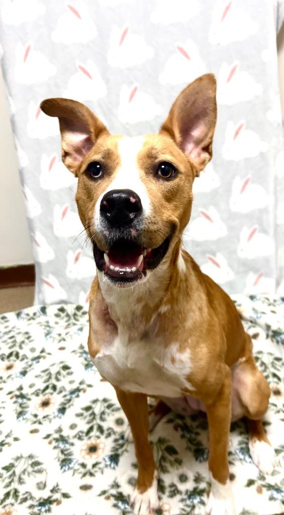 Enlarge Piper, a Adoptable Mixed Breed in New Manchester, WV image 6/6