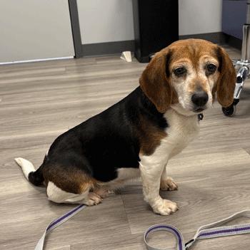 Mimi, ADOPTABLE, Adult Female Beagle.
