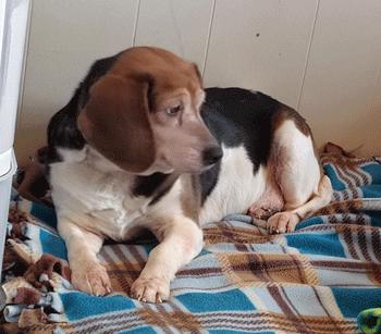 Enlarge Mimi, a ADOPTABLE Beagle in West Decatur, PA image 4/6