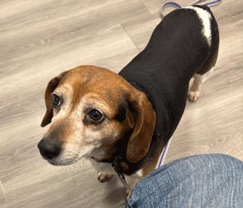 Enlarge Mimi, a ADOPTABLE Beagle in West Decatur, PA image 6/6