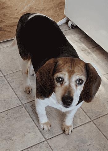 Enlarge Mimi, a ADOPTABLE Beagle in West Decatur, PA image 2/6