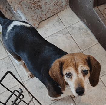 Enlarge Mimi, a ADOPTABLE Beagle in West Decatur, PA image 6/6