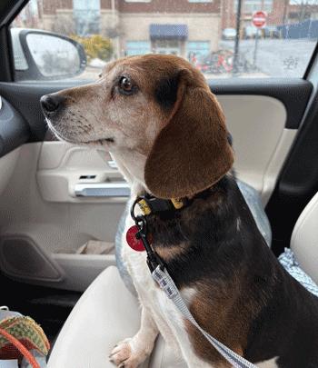Enlarge Mimi, a ADOPTABLE Beagle in West Decatur, PA image 2/6