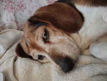 Enlarge Mimi, a ADOPTABLE Beagle in West Decatur, PA image 5/6