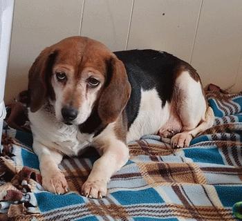 Enlarge Mimi, a ADOPTABLE Beagle in West Decatur, PA image 1/6