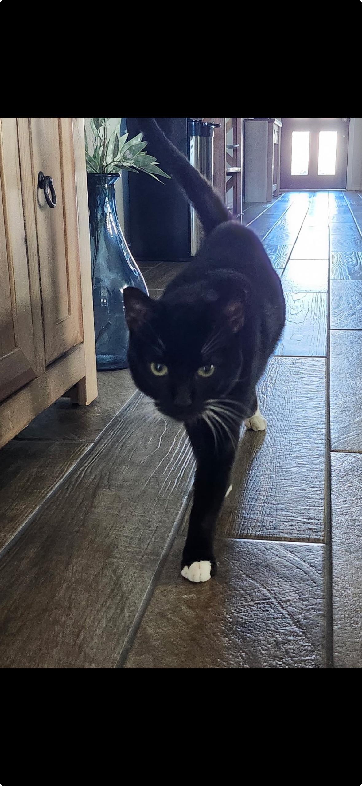 Sox, ADOPTABLE, Adult Male Domestic Short Hair.