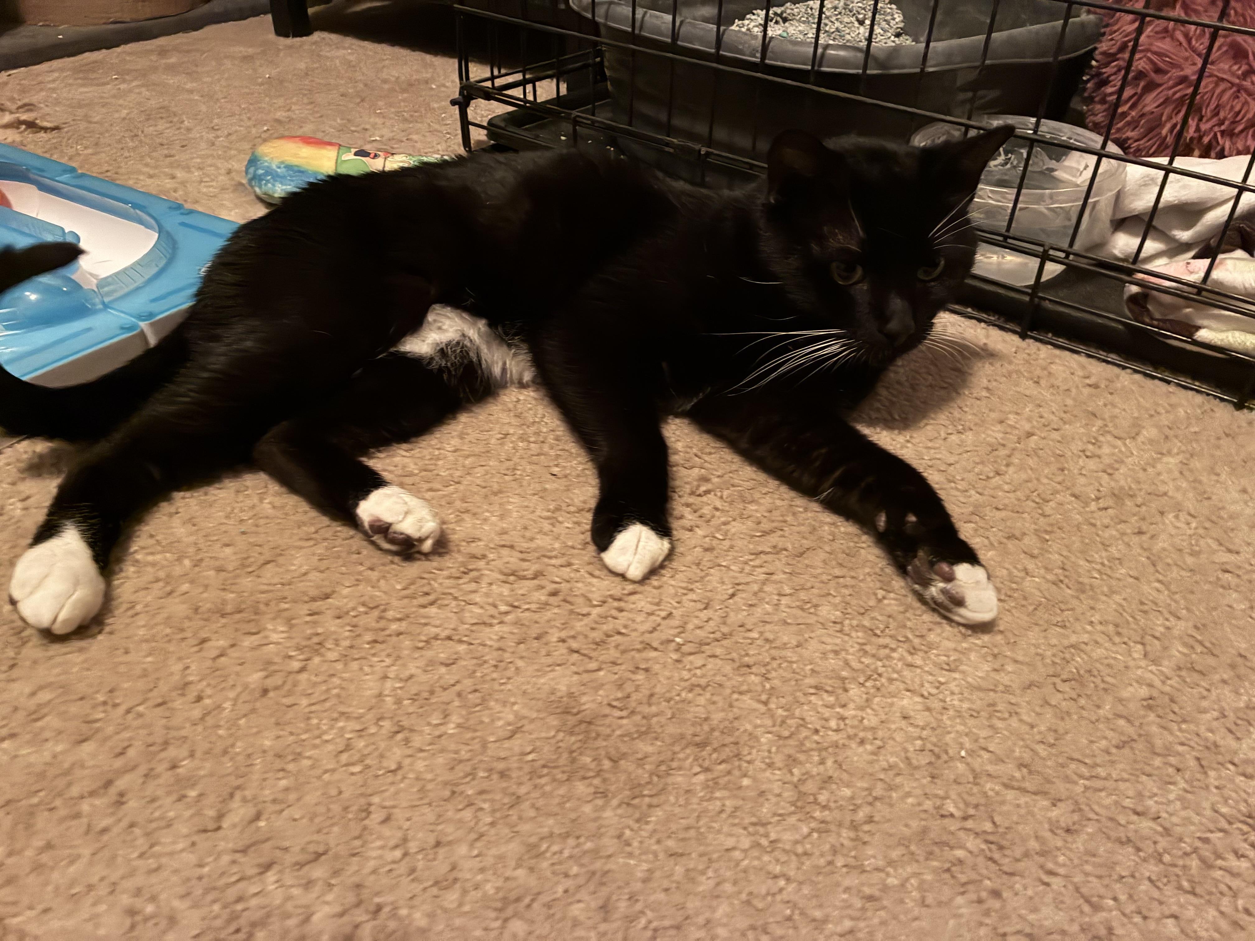 Enlarge Sox, a ADOPTABLE Domestic Short Hair in Huffman, TX image 2/2