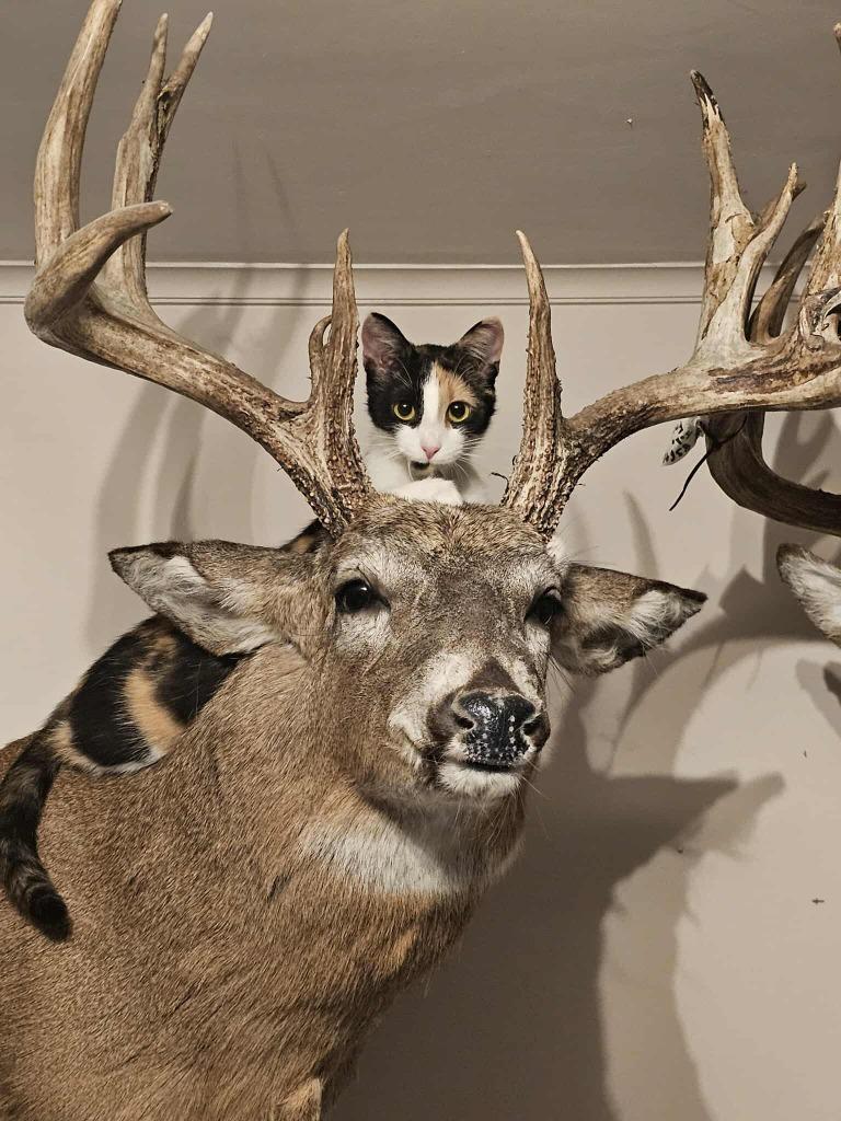 Enlarge Chia Pet, a Adoptable mixed breed in Shell Lake, WI image 1/5