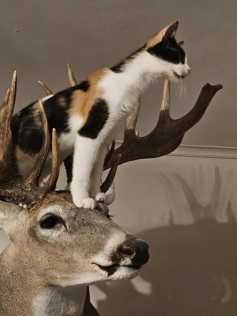 Enlarge Chia Pet, a Adoptable mixed breed in Shell Lake, WI image 3/5