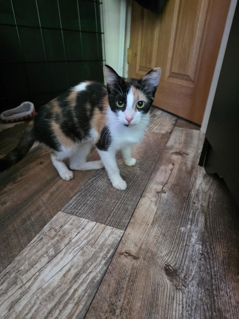 Enlarge Chia Pet, a Adoptable mixed breed in Shell Lake, WI image 4/5