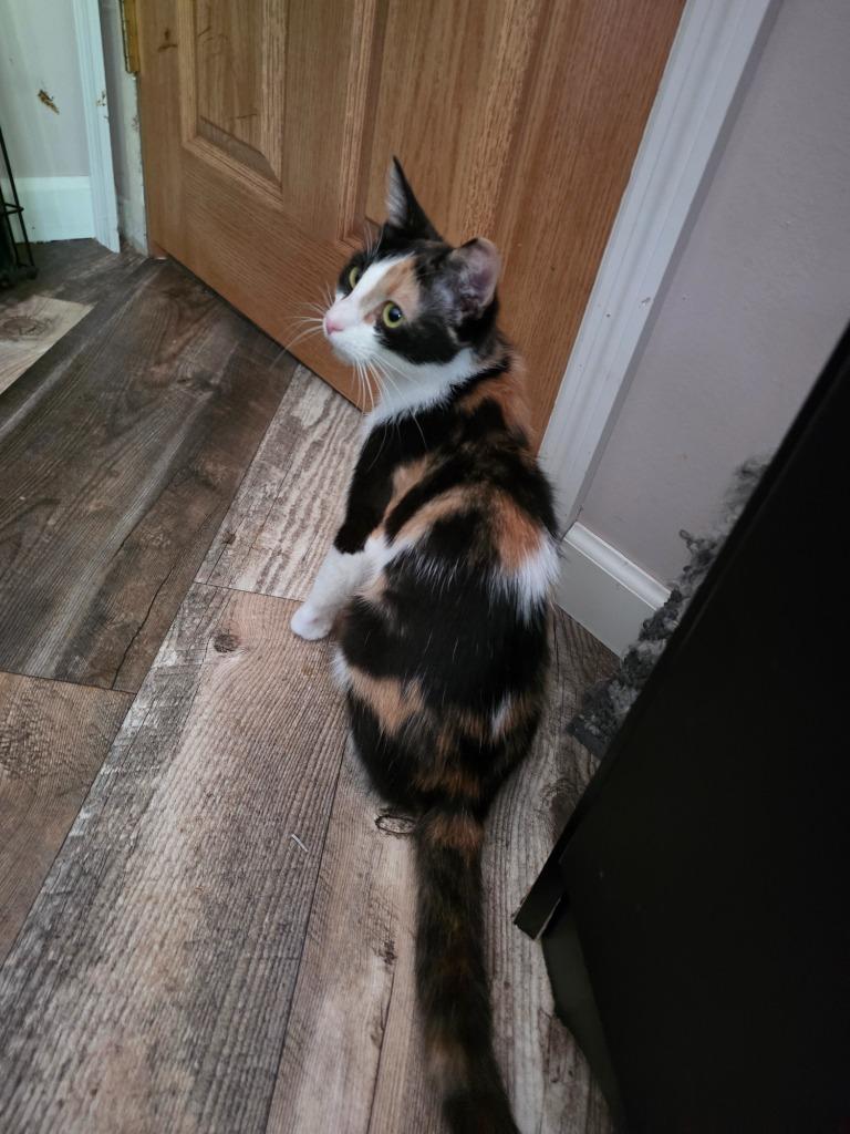 Enlarge Chia Pet, a Adoptable mixed breed in Shell Lake, WI image 5/5