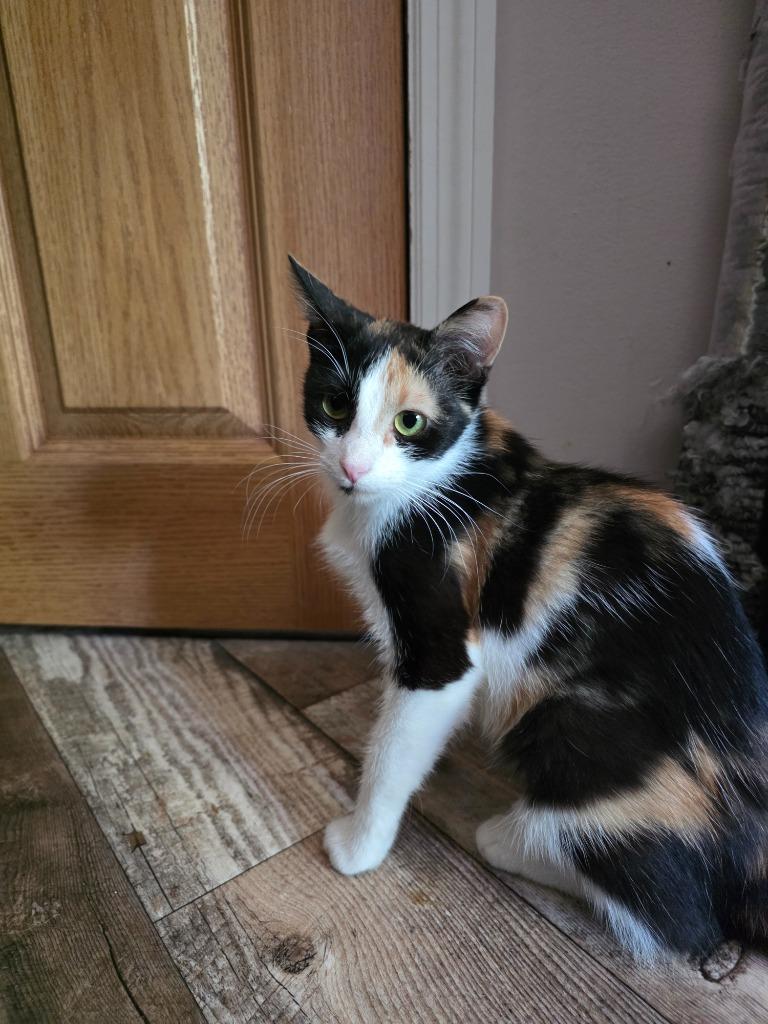 Enlarge Chia Pet, a Adoptable mixed breed in Shell Lake, WI image 3/4