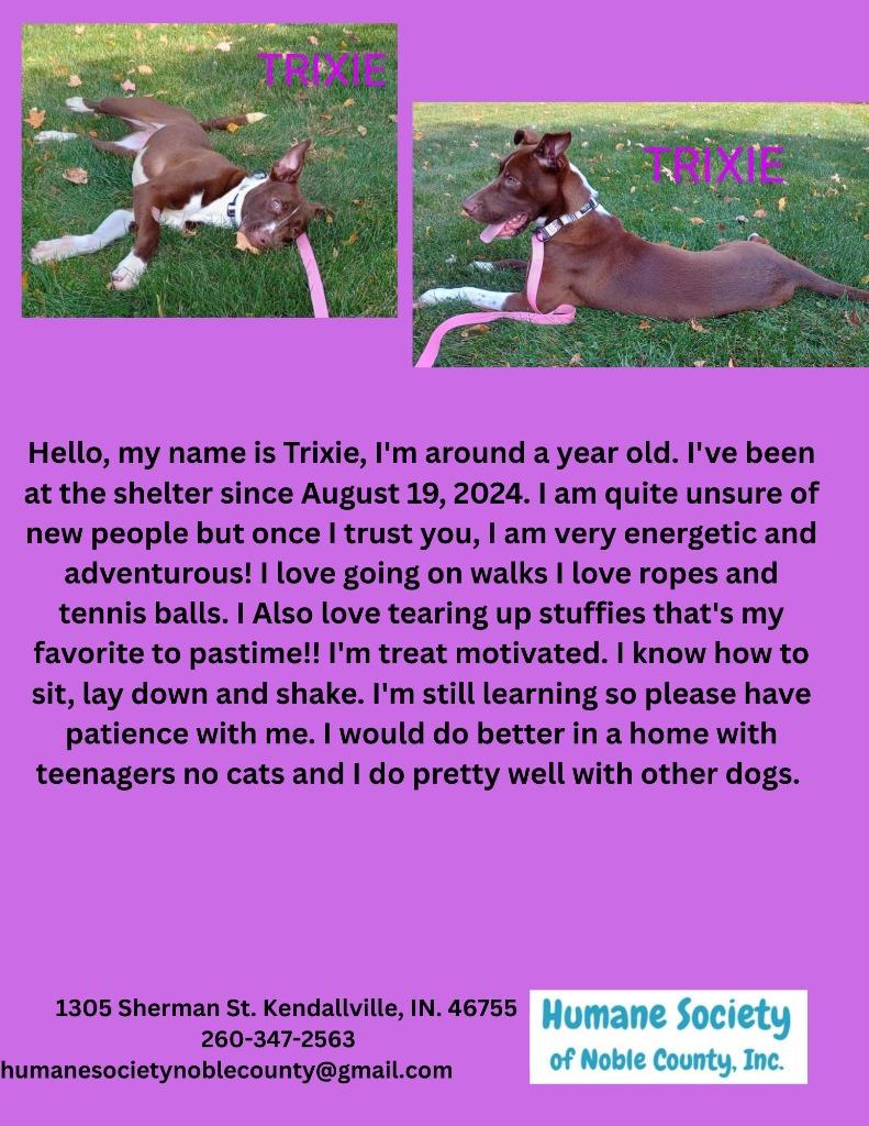 Trixie, Adoptable, Adult Female Labrador Retriever & Mixed Breed.