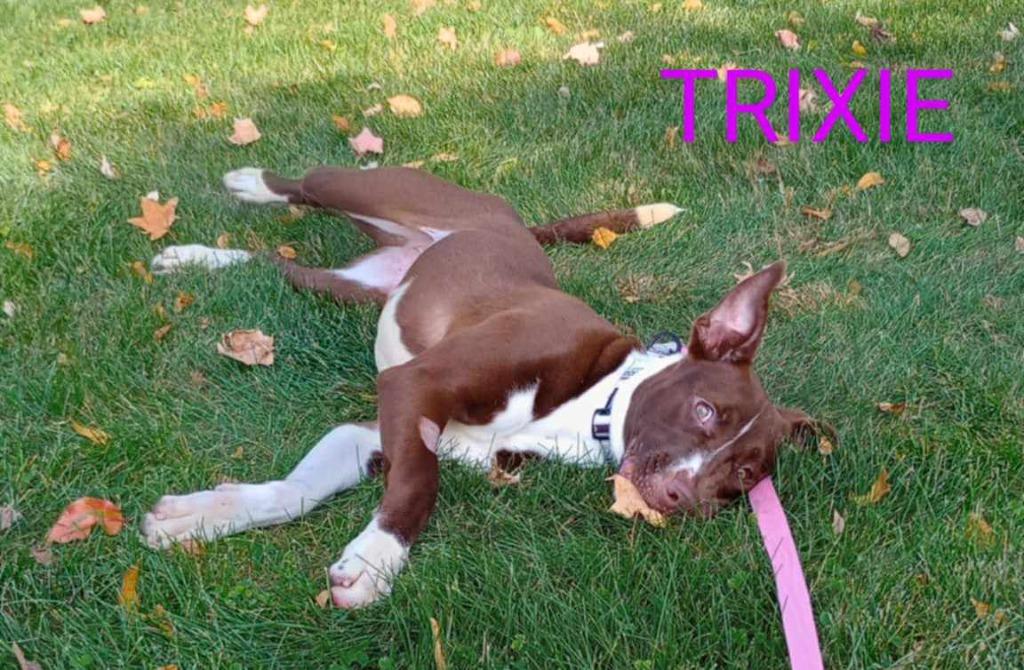 Enlarge Trixie, a Adoptable mixed breed in Kendallville, IN image 2/6