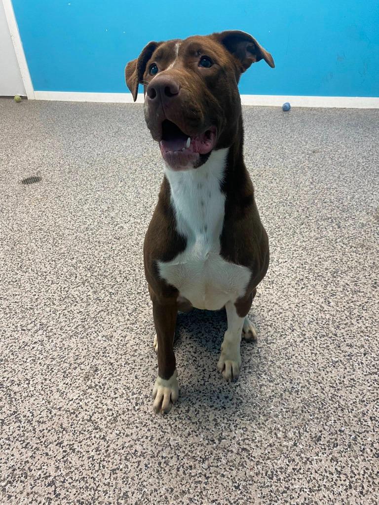 Enlarge Trixie, a Adoptable mixed breed in Kendallville, IN image 3/6