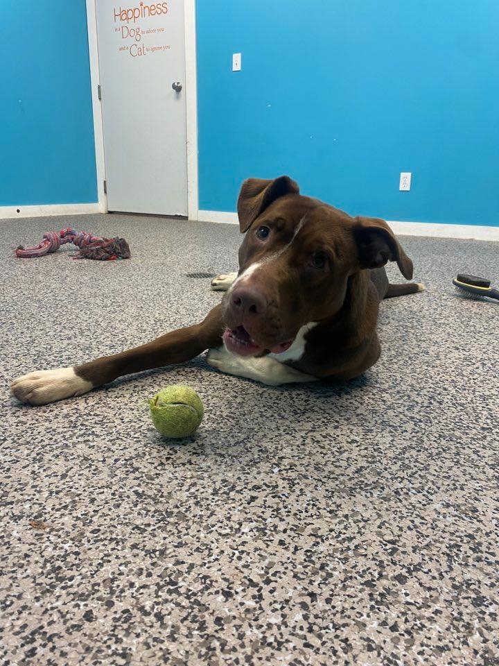 Enlarge Trixie, a Adoptable mixed breed in Kendallville, IN image 4/6