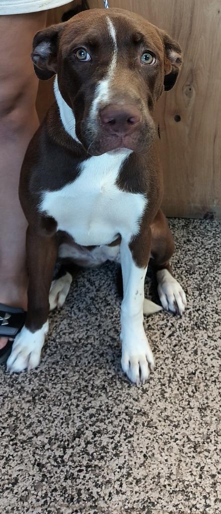 Enlarge Trixie, a Adoptable mixed breed in Kendallville, IN image 5/6