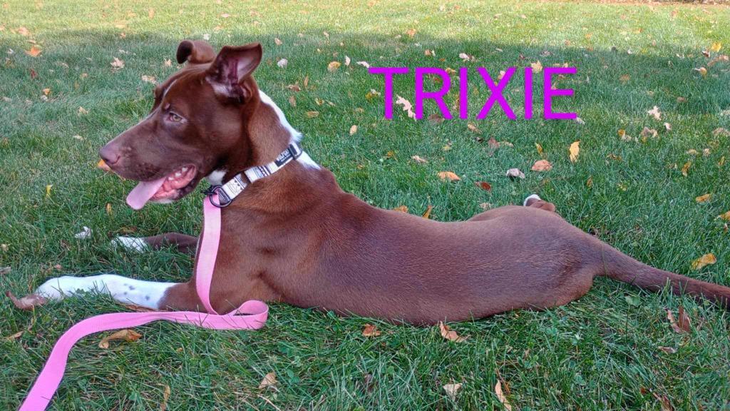 Enlarge Trixie, a Adoptable mixed breed in Kendallville, IN image 6/6